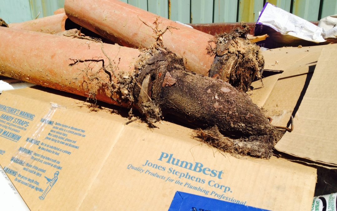 Do you need a Louisville KY Plumber to remove roots from your sewer pipes?